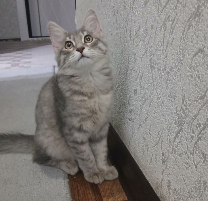 Дам кошку в хорошие руки