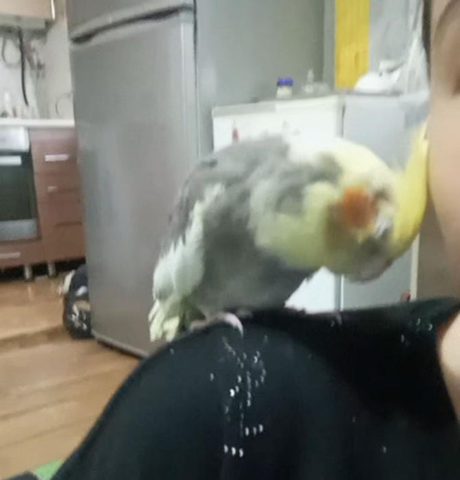 Карелла самец ручной