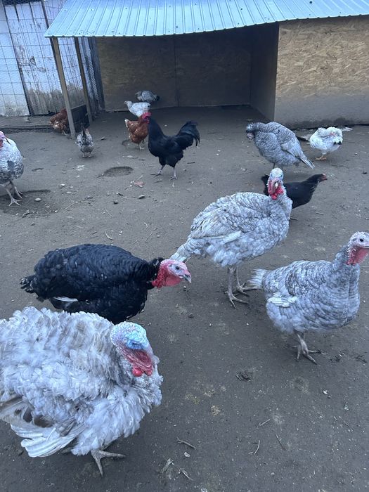 Vand curcani de anul trecut albastru