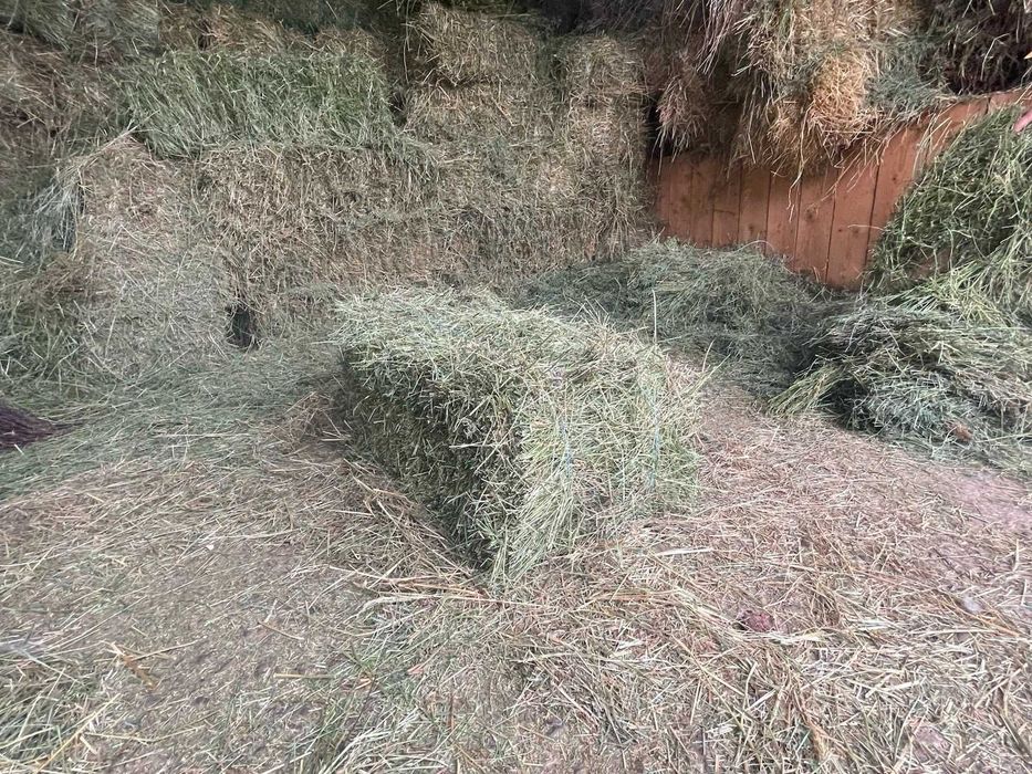 Vând baloți de lucernă și fân  jud.Suceava