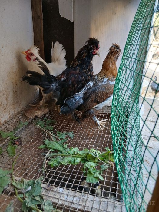 Продам 4 японки оптом