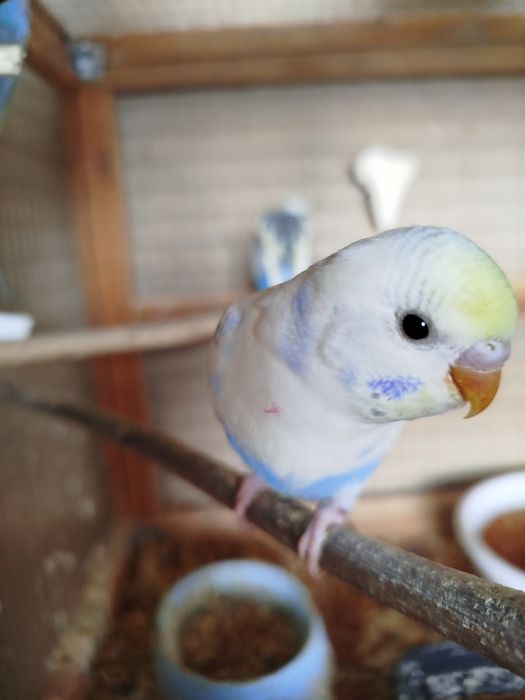 Продается радужные волнистые попугаи