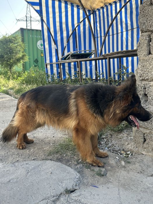 Kuchuk    Nemetskiy ovchalka