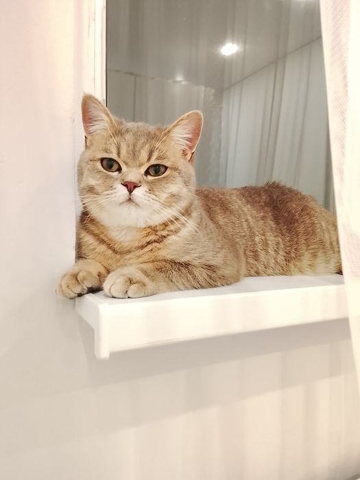 Котик британец в хорошие руки