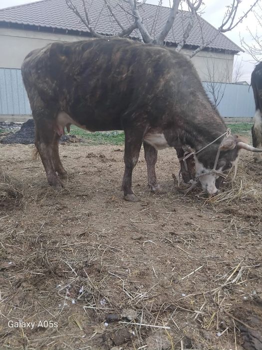 Бұзаулы сиырлар сатылады