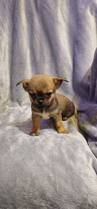 Baietel  chihuahua cu acte