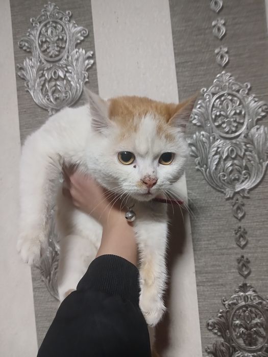 kalta junli mushukcha