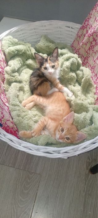 Котята в хорошие руки даром