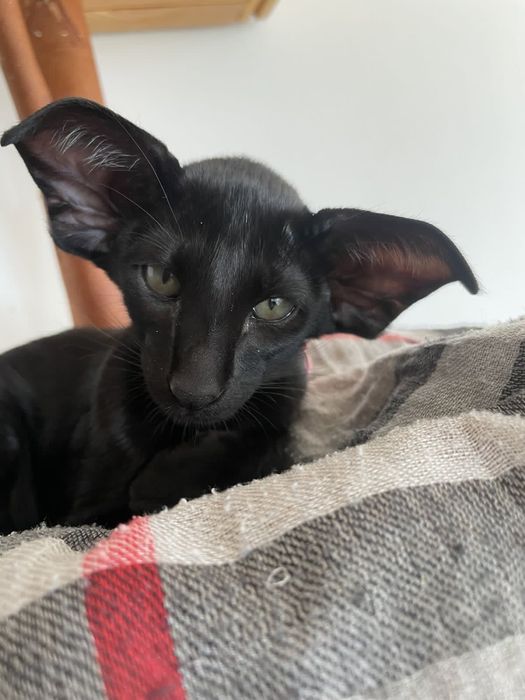 Ориентальные котята экстрим