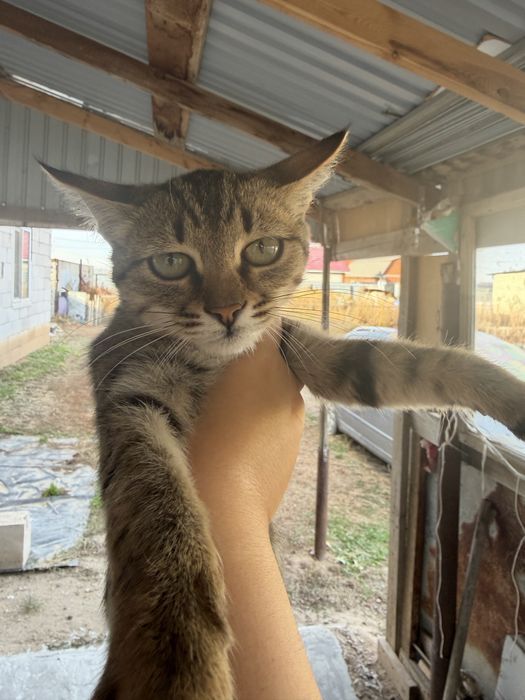 Котята мальчики игривые