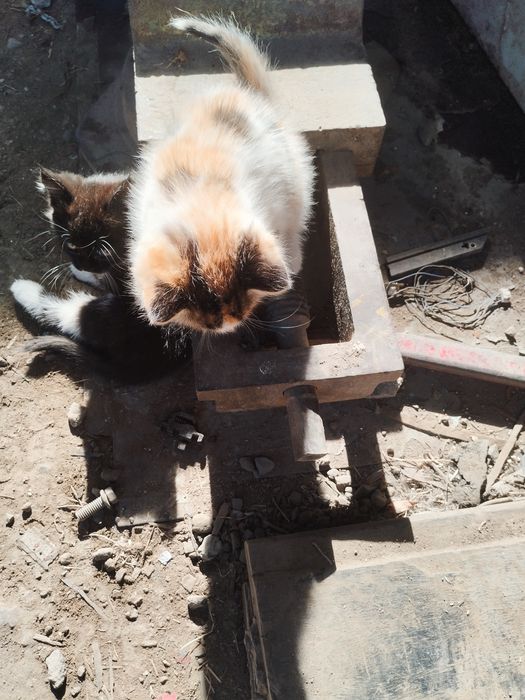 Отдам котенка девочка