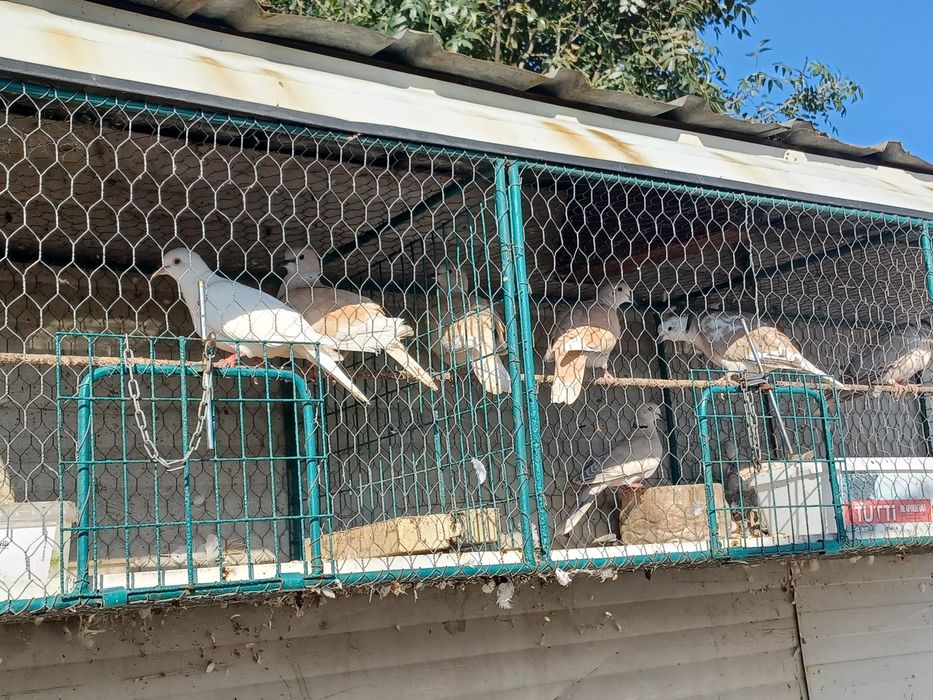 Turturele razatoare( cucuruzi)