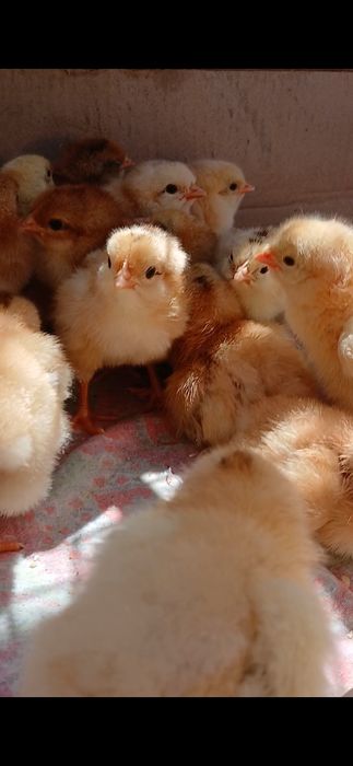 Tuxum va gush yunalishdagi tovuq jujalari sotiladi