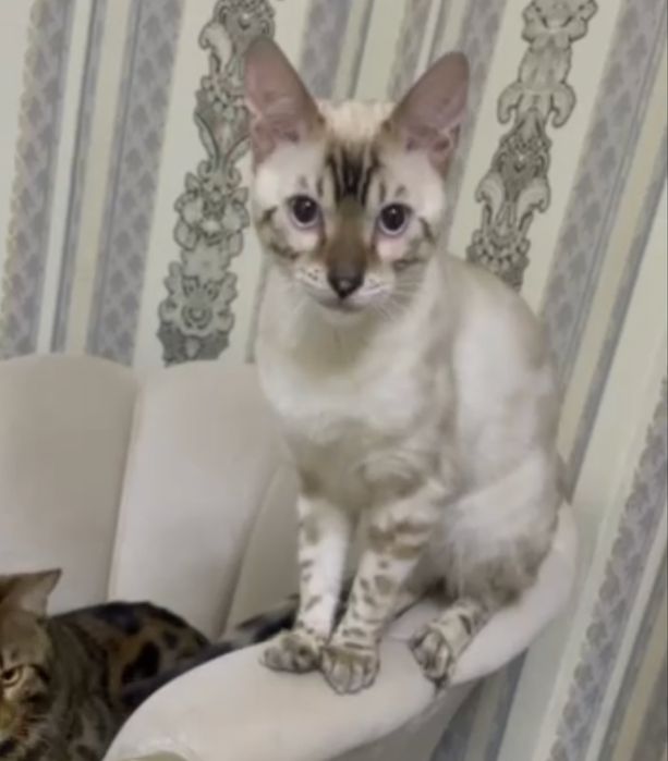 Bengal mushuk va mushukchala