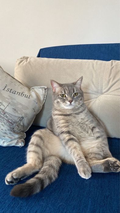 Кошка скоттиш спрайт