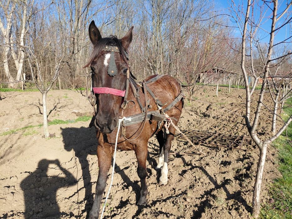 Vând cal tânăr su cuminte
