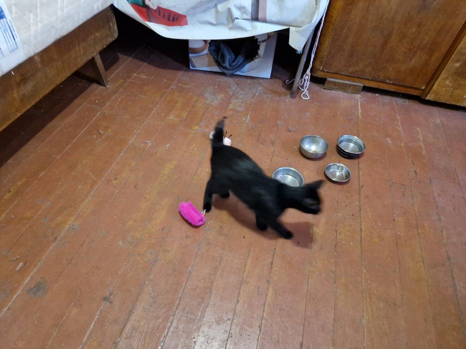 Подарявам котенце