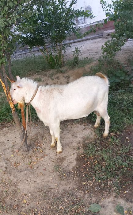 Хакикий зотдор эчкилар