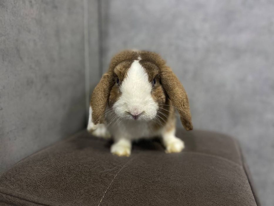 Karlik baran split sames sotiladi quyon erkak