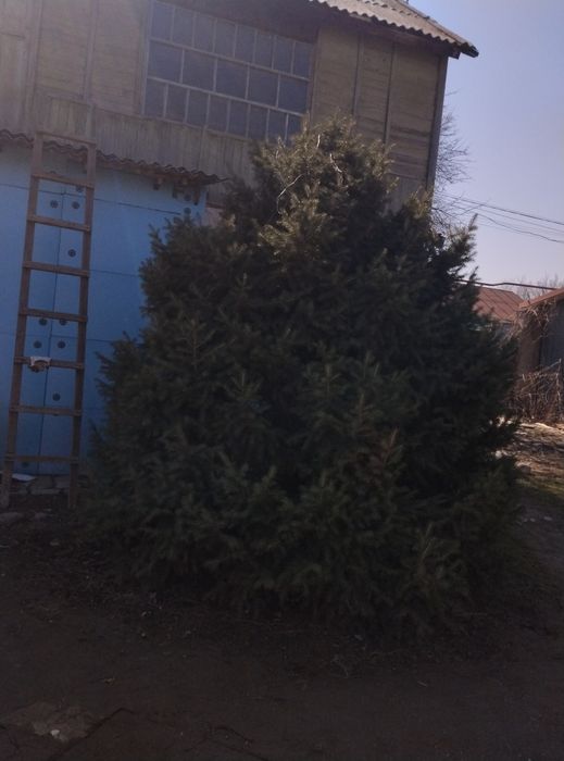 __Продаю ёлку___