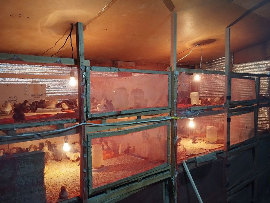 Инкубатор сотилади 1000 талик