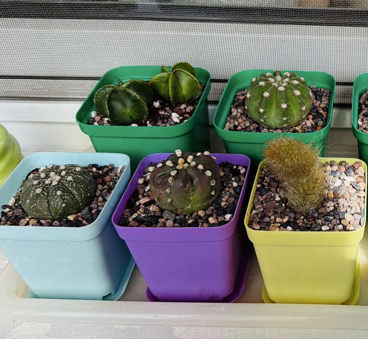 Продаю суккуленты