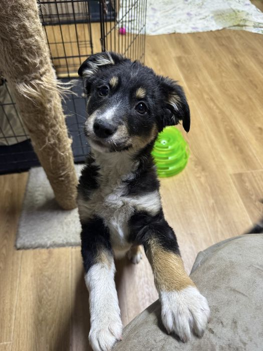 Отлалим щенка девочка в добрые руки