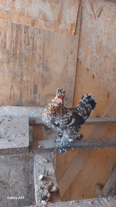 Куры бентамки продам