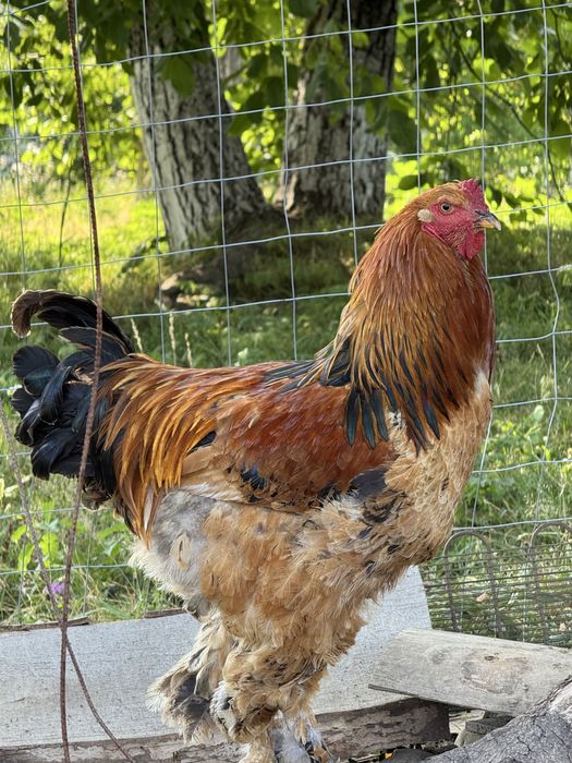 vând cocoș brahma