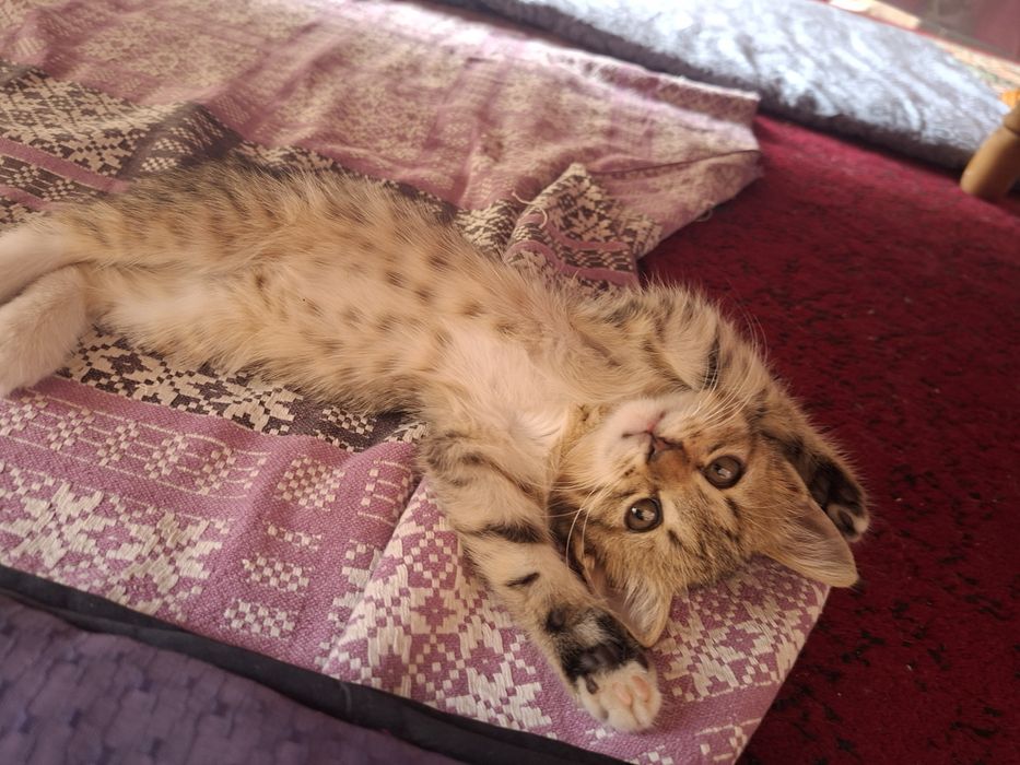 Отдам в добрые руки котёнка-девочку