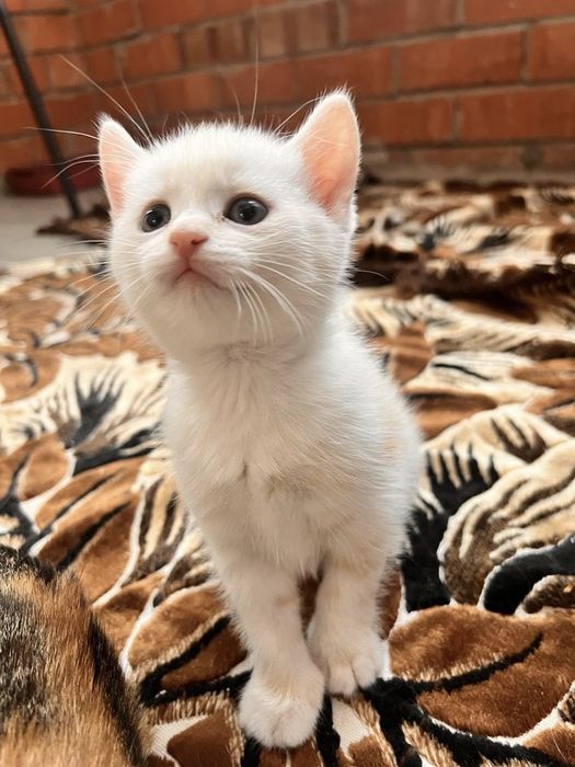 Британские котята