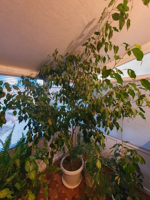 Цветы домашние продам