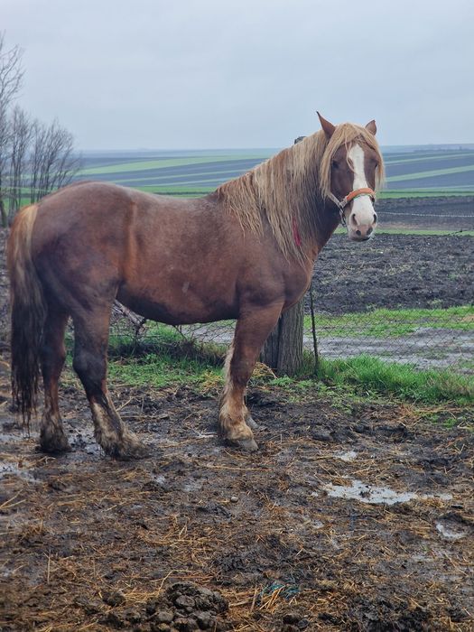 Armăsar de vânzare