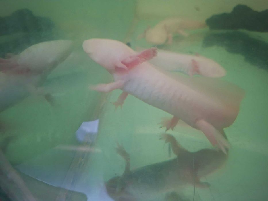 axoloti alb si roz (abystoma mexicanum)