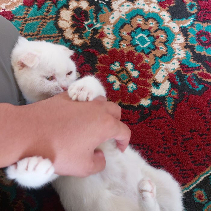 Mushuk, кот, скотиш фолд