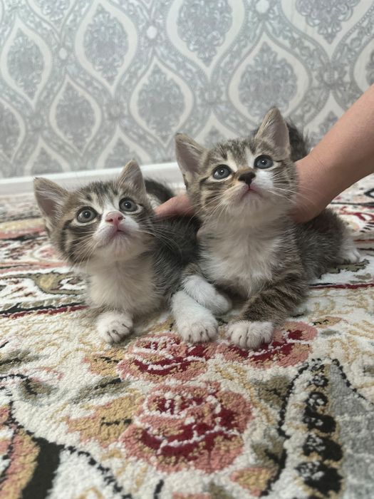 Котята Бесплатно