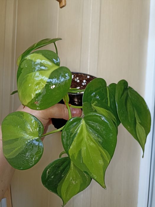 Комнатные растения