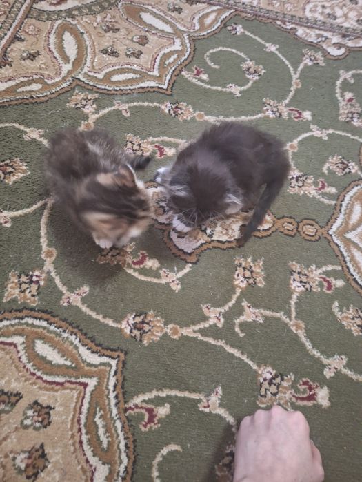 Кошка и котята отдам добрые руки