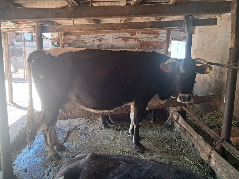 Продам корову  .