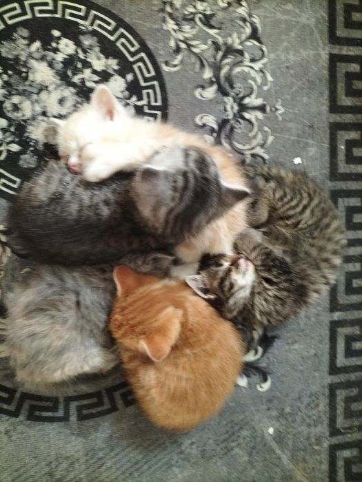 Котята в добрые руки