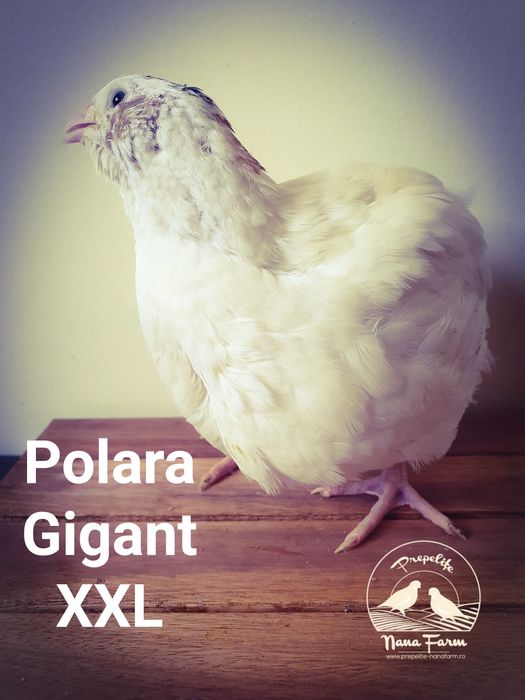 Oua de prepelita pentru incubat !