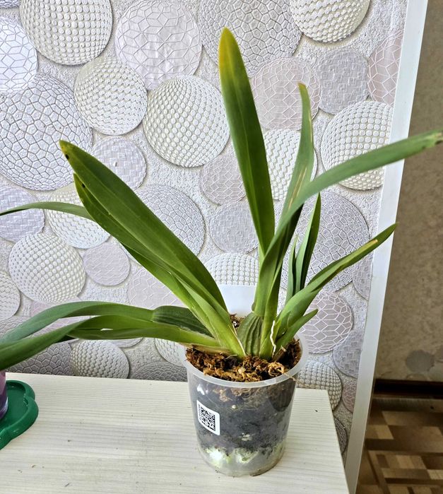 Комнатные цветы Орхидеи.