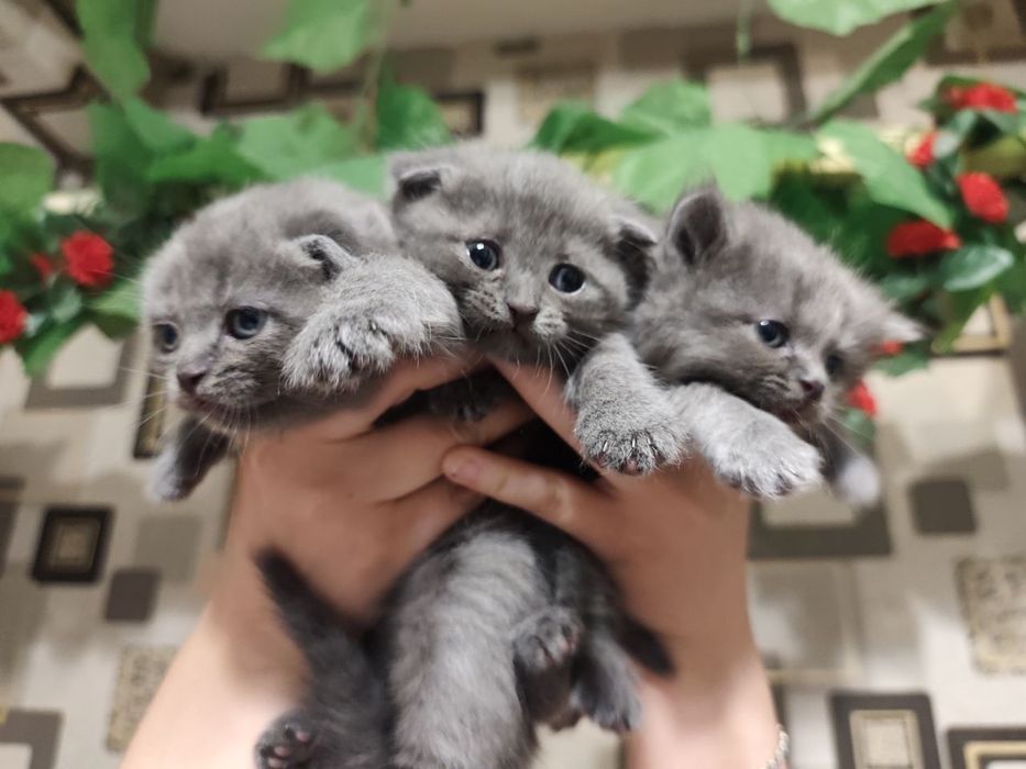 Ширинтой мушукчаларимиз сотилади