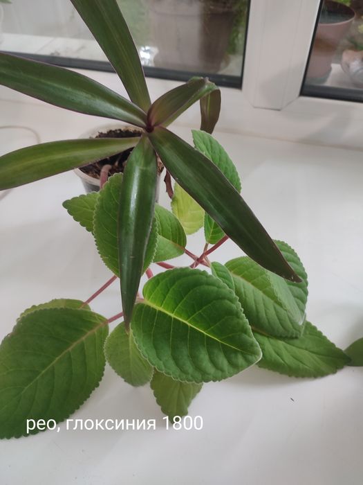 Цветы комнатные продам