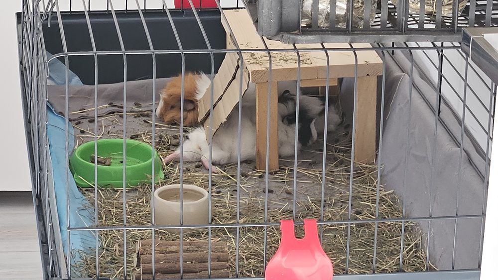 Porcusori de guineea