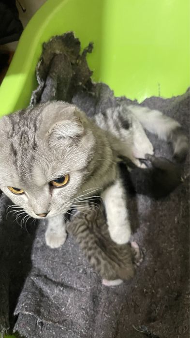 Продается котята