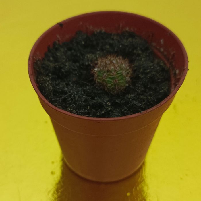 Продаются комнатные цветы