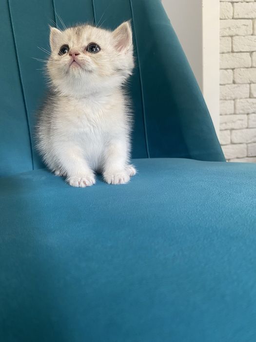 Золотая шиншилла