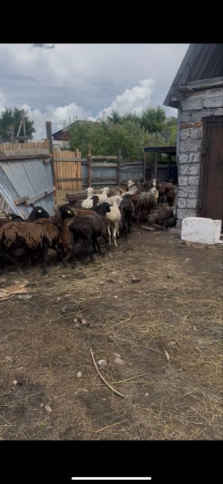 Продам баранов 70 голов