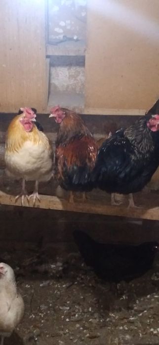 Петушки.молодые.